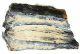 Mammoth Molar Slice with Case - South Carolina #165084-1